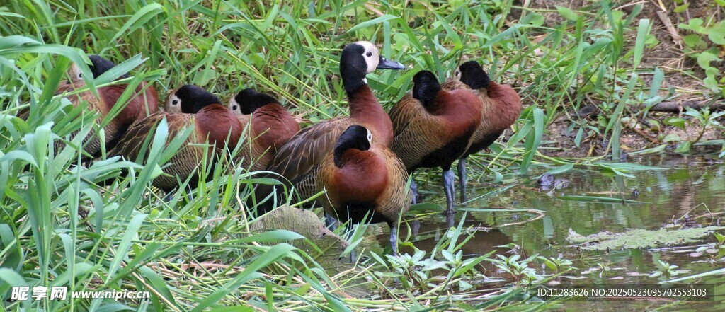 水边休憩的一群棕色水鸟
