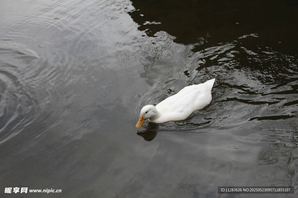 水中游弋的白鸭