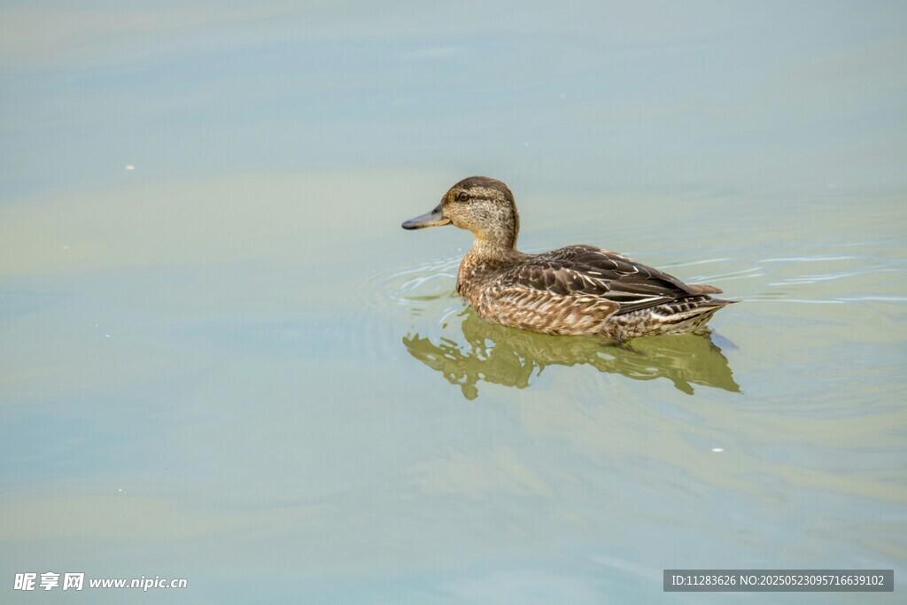 水中游弋的可爱小鸭子