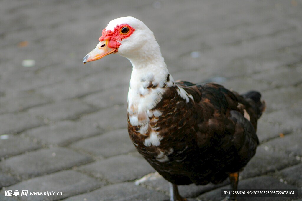 黑白花番鸭站在砖石路面