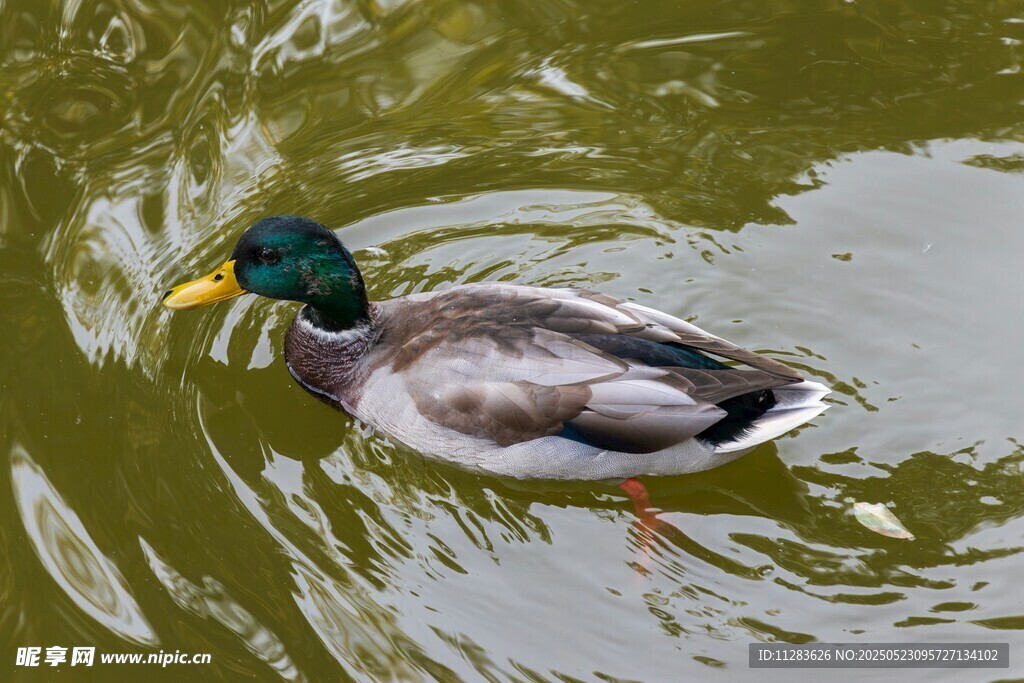 绿头鸭水中悠然游动