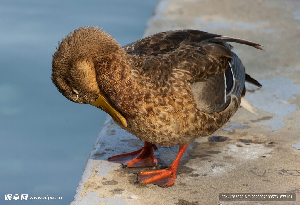 岸边低头理羽的鸭子