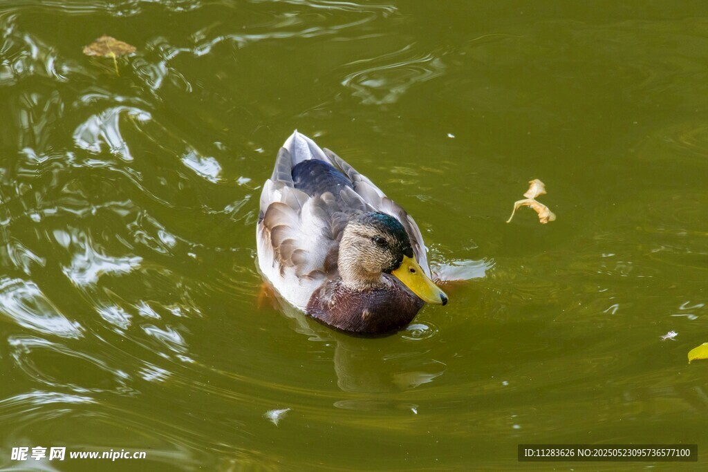 水中游弋的鸭子
