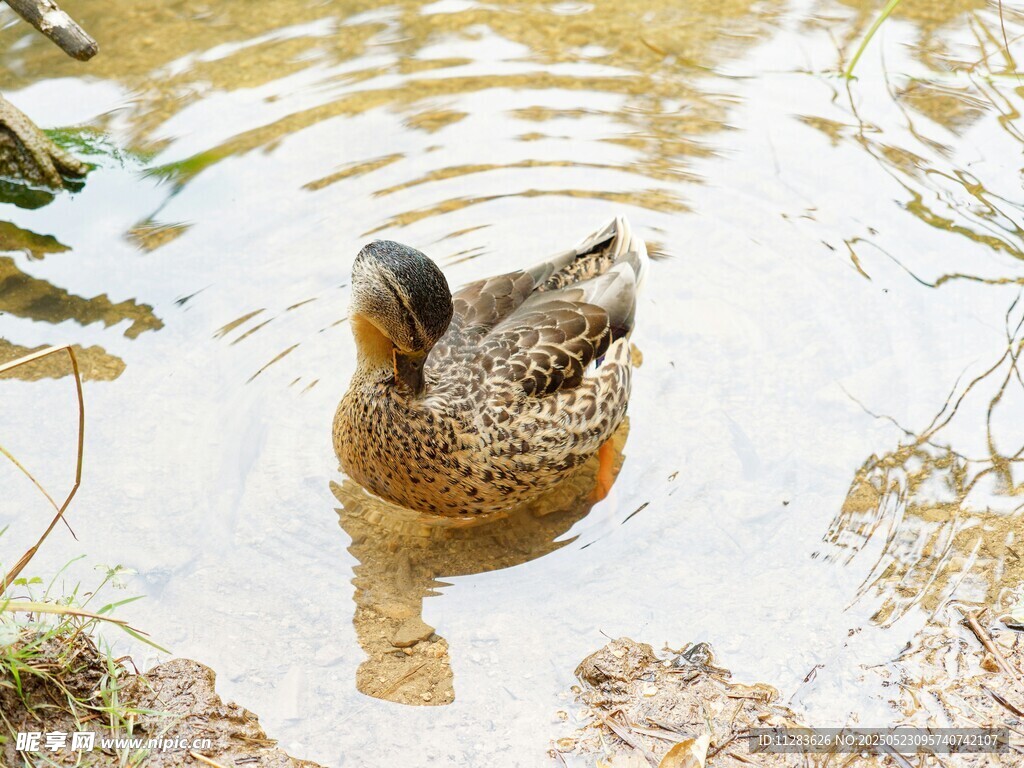 水中的鸭子