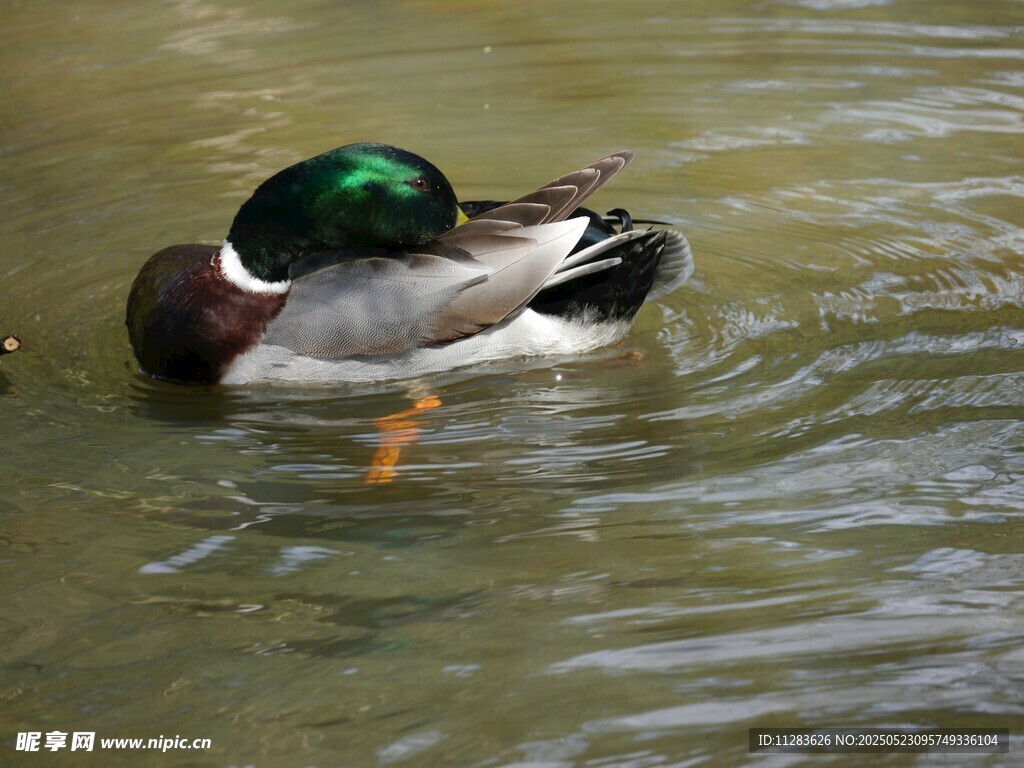 绿头鸭水中梳理羽毛