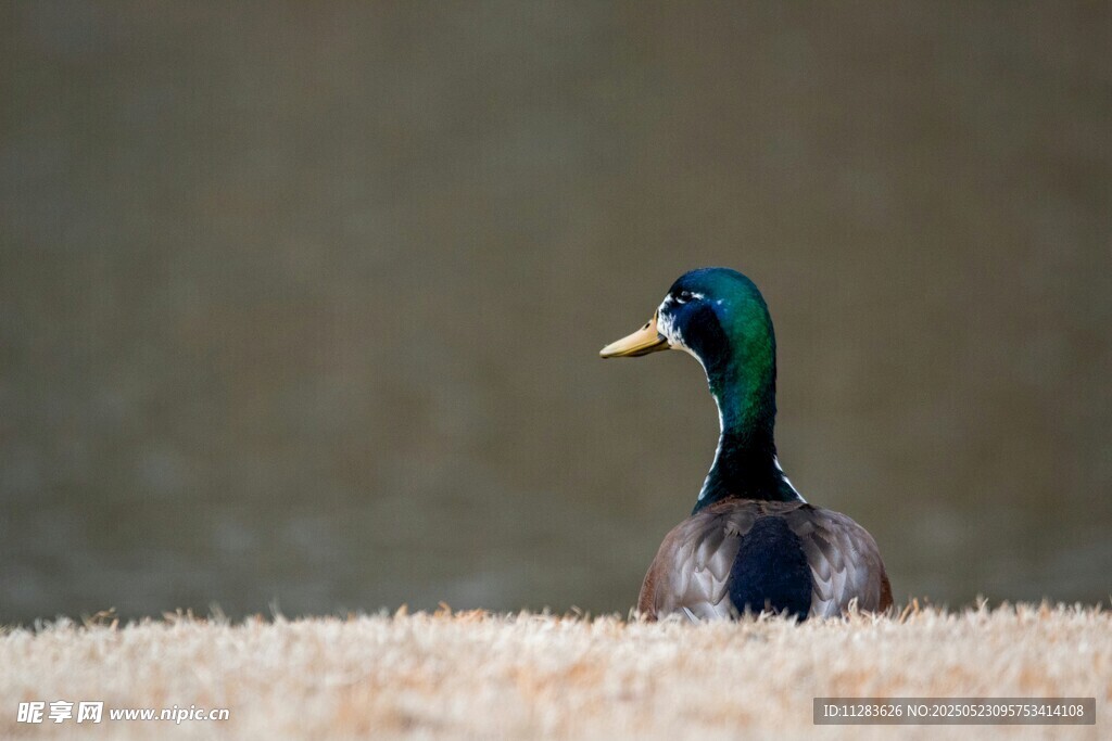 绿头鸭立于枯黄草地