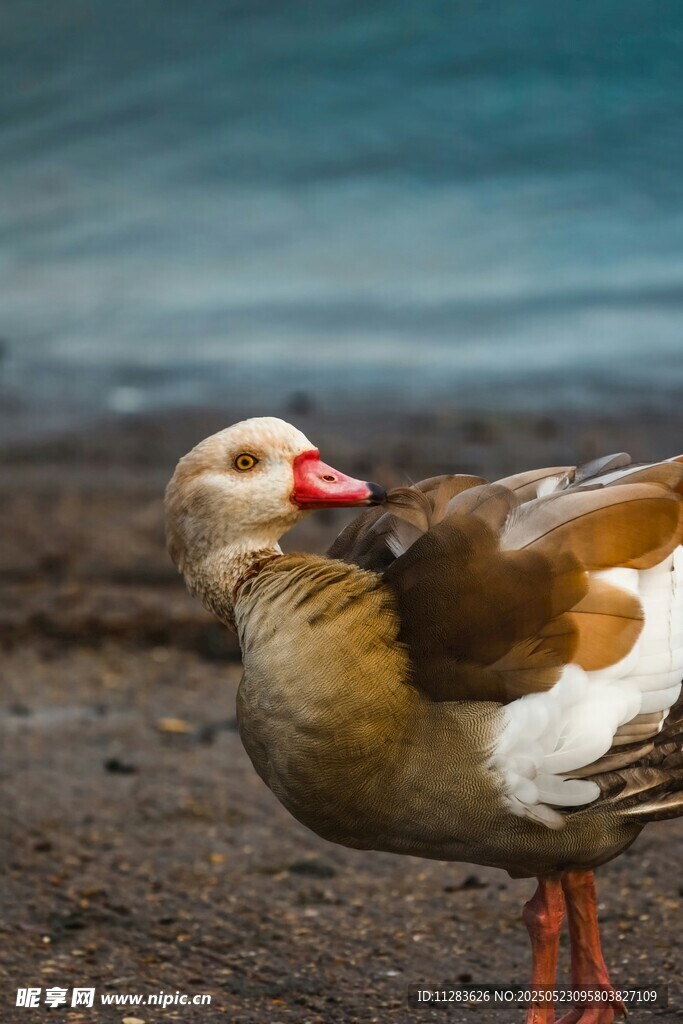 岸边休憩的彩羽水鸟