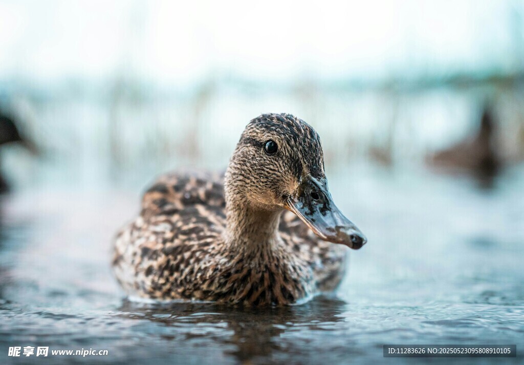 水中游弋的斑点鸭子