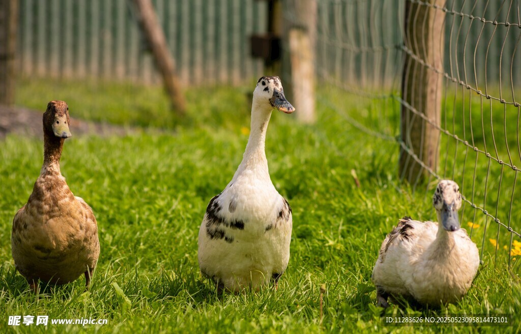 草地上的几只可爱鸭子