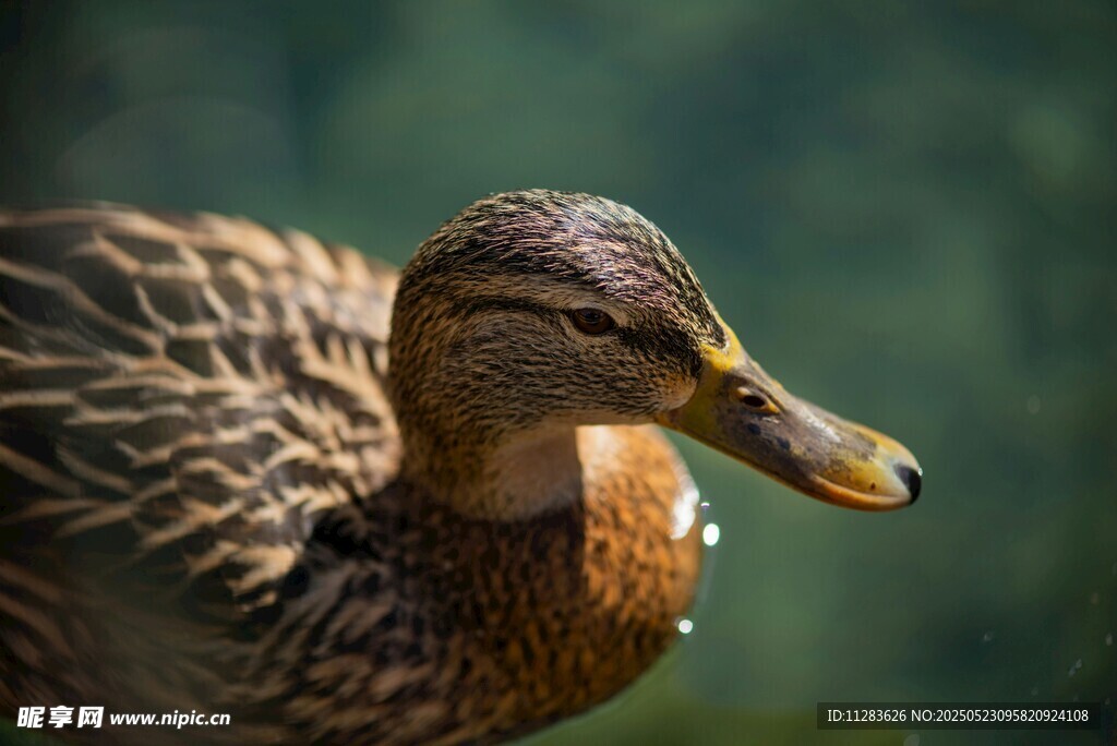 池塘边的野鸭特写