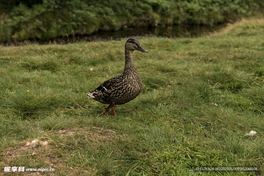 草地上的一只鸭子
