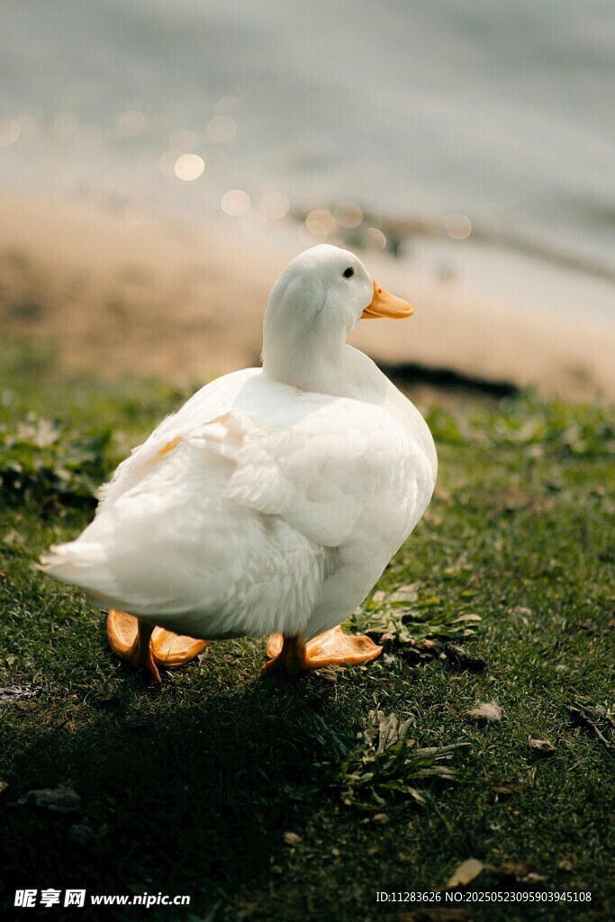 草地上的白鸭子