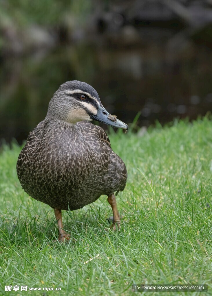 草地上的单脚站立野鸭