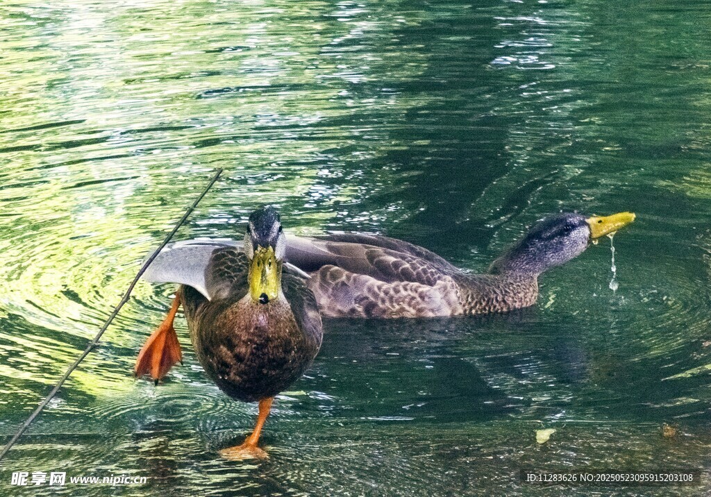 水中觅食的鸭子