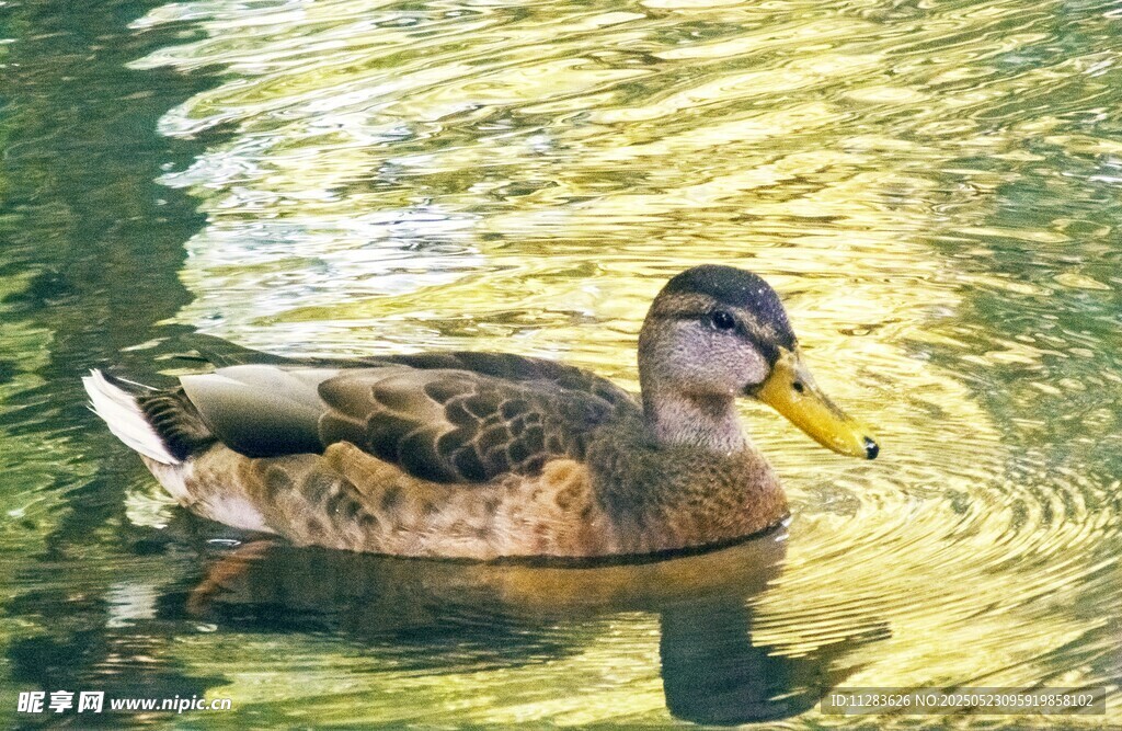 水中游弋的斑斓野鸭