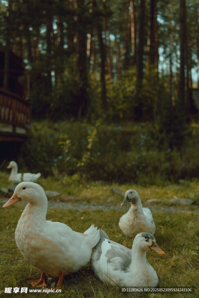 林间草地休憩的几只白鸭