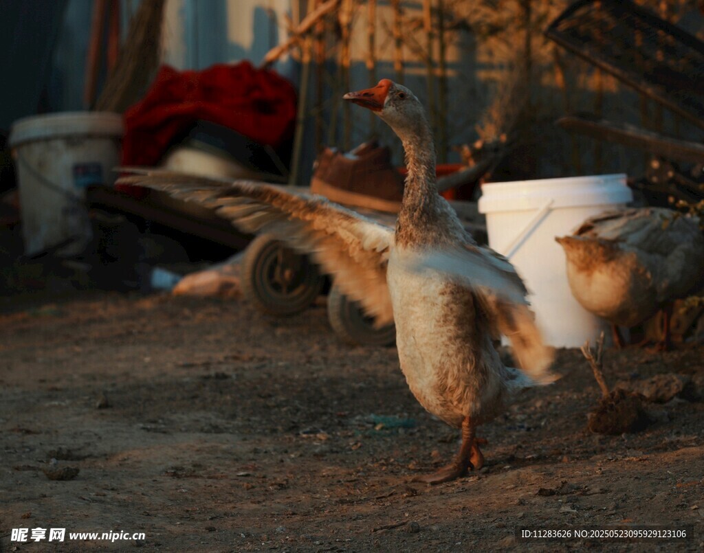 院子里的几只大白鹅