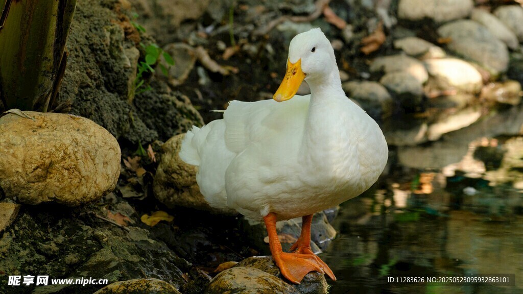 溪边白鸭休憩