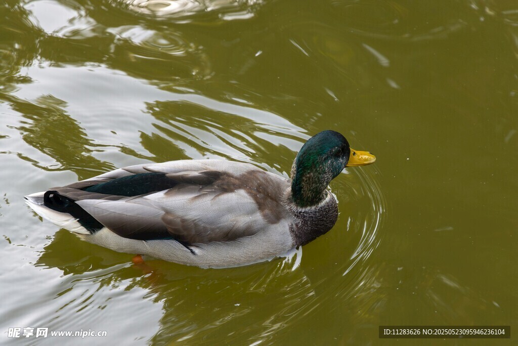 绿头鸭水中悠然游动