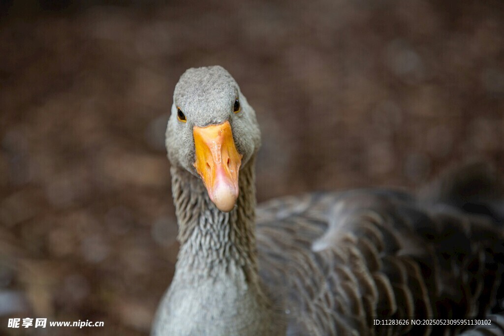 灰鹅特写