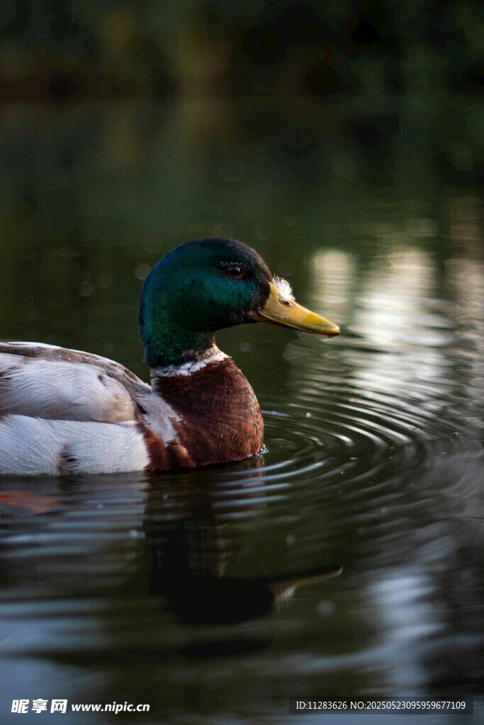 绿头鸭悠游于平静水面