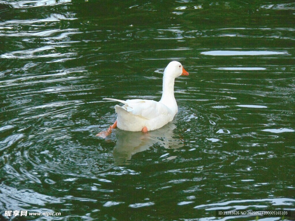 白鹅水中游