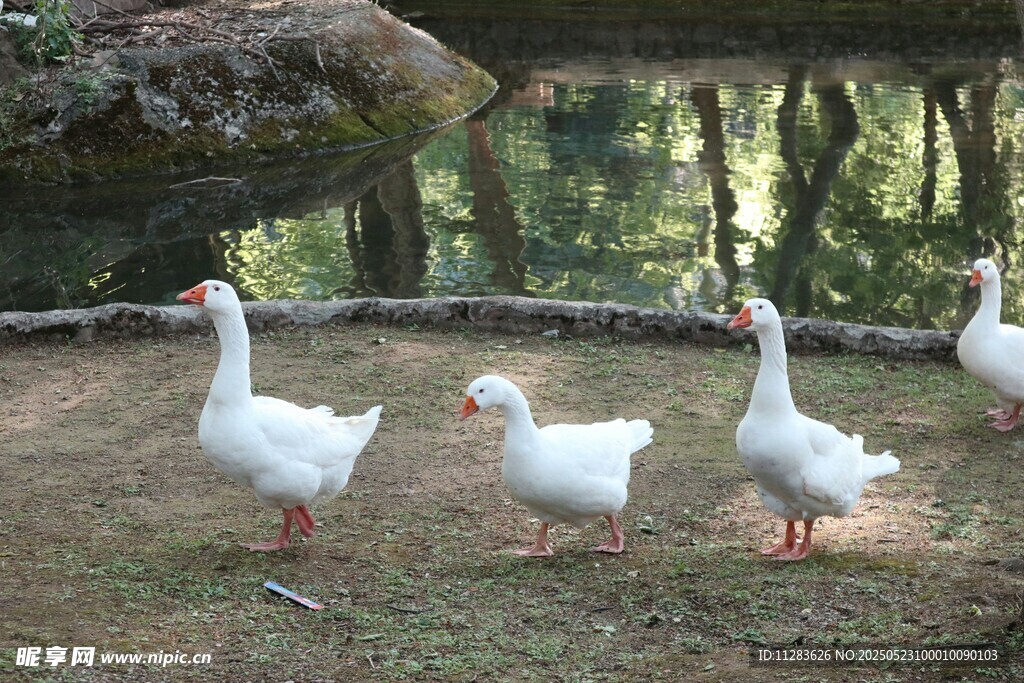 林间漫步的几只大白鹅