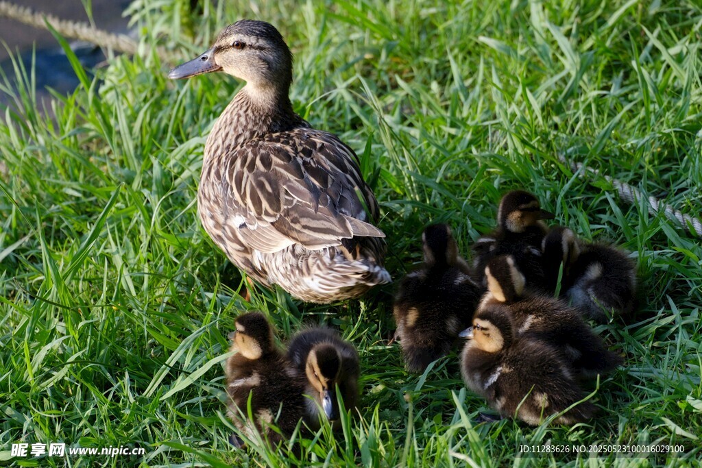 母鸭带小鸭于绿草地上