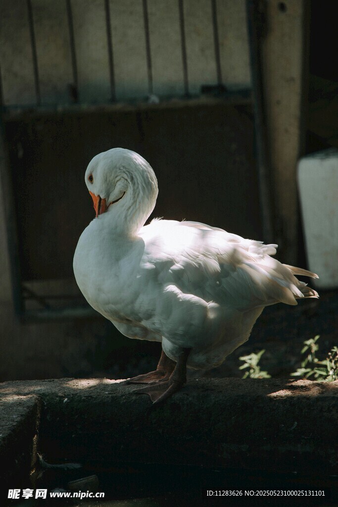 白鹅静立