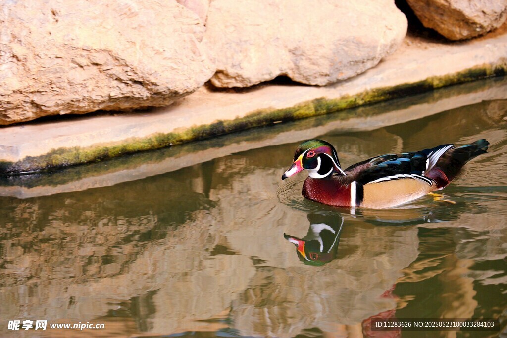 水中游弋的美丽鸳鸯