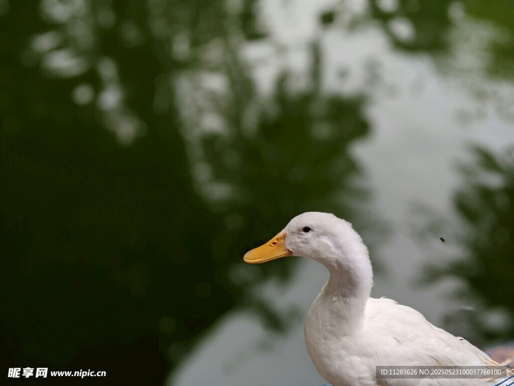 池塘边的白鸭子