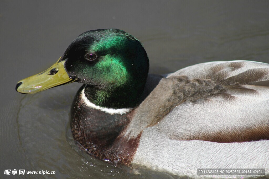 绿头野鸭水中优雅姿态