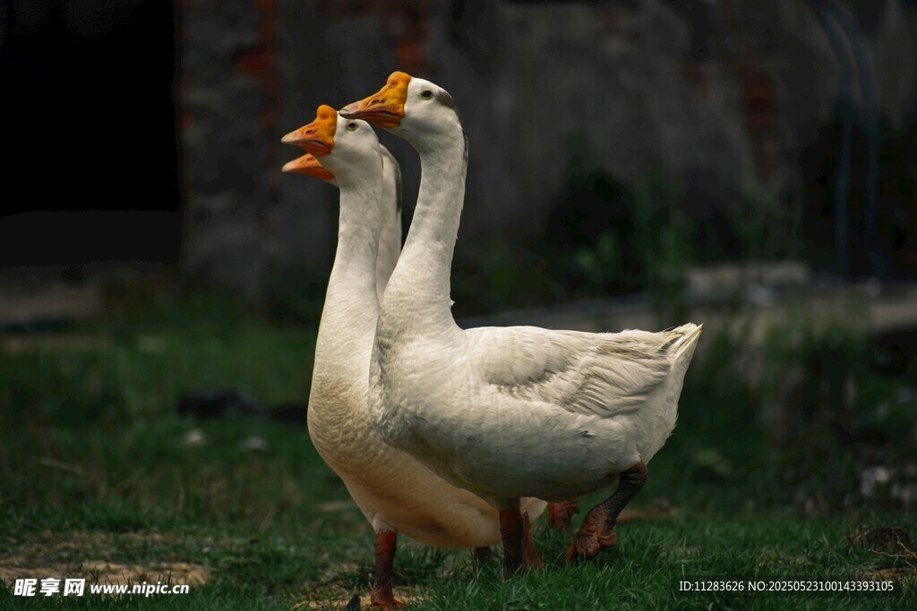 两只白鹅立于草地