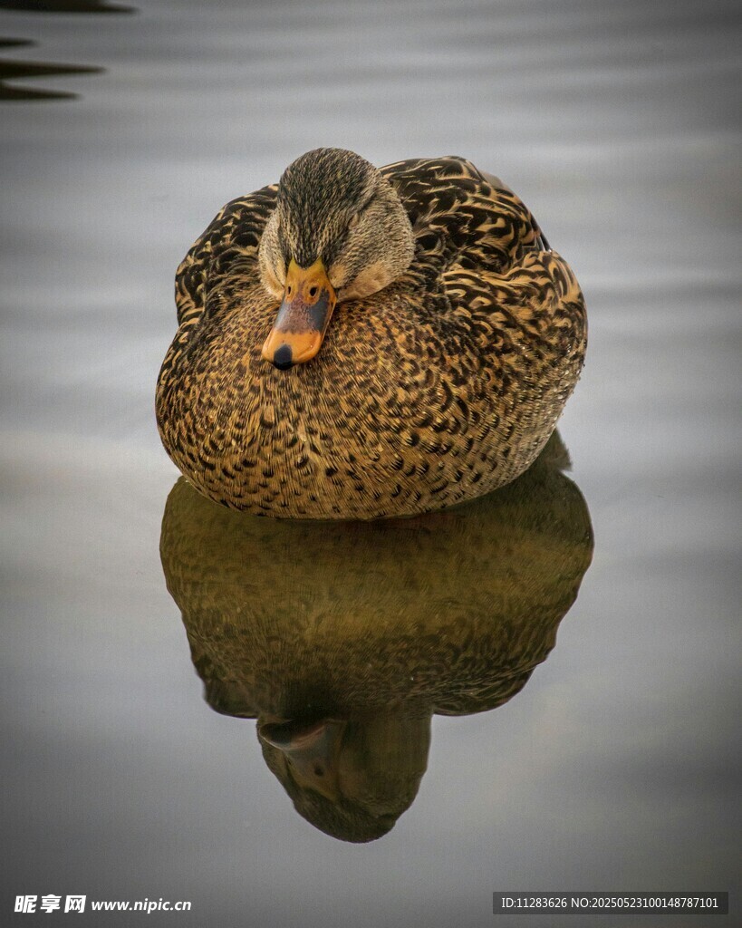 静水中休憩的斑点鸭子