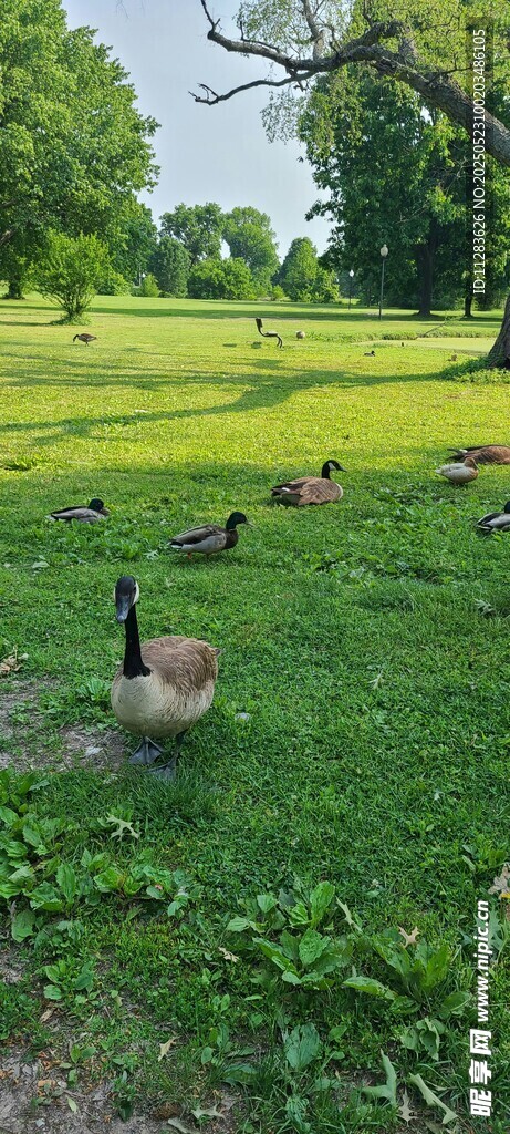 草地上的鹅群