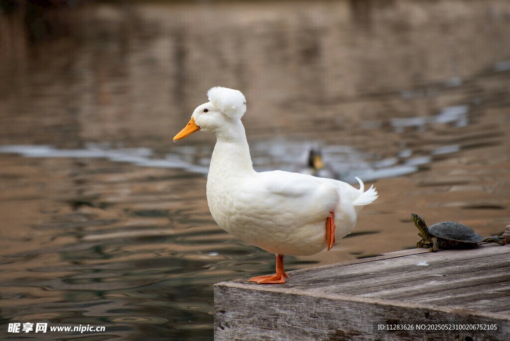 单脚站立的水边白鸭子