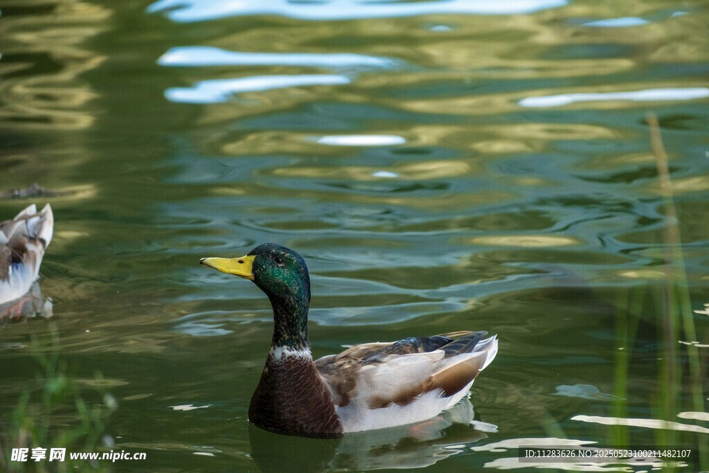 池塘中悠游的绿头鸭