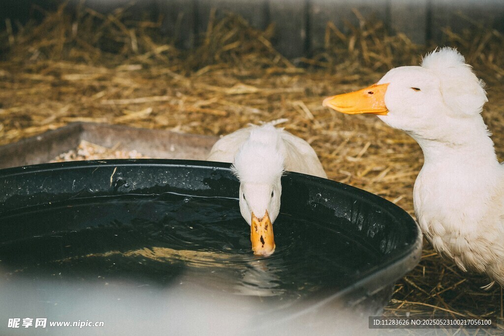 鸭子在盆边饮水场景