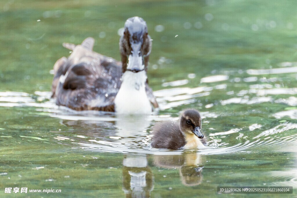 母鸭带小鸭水中悠游