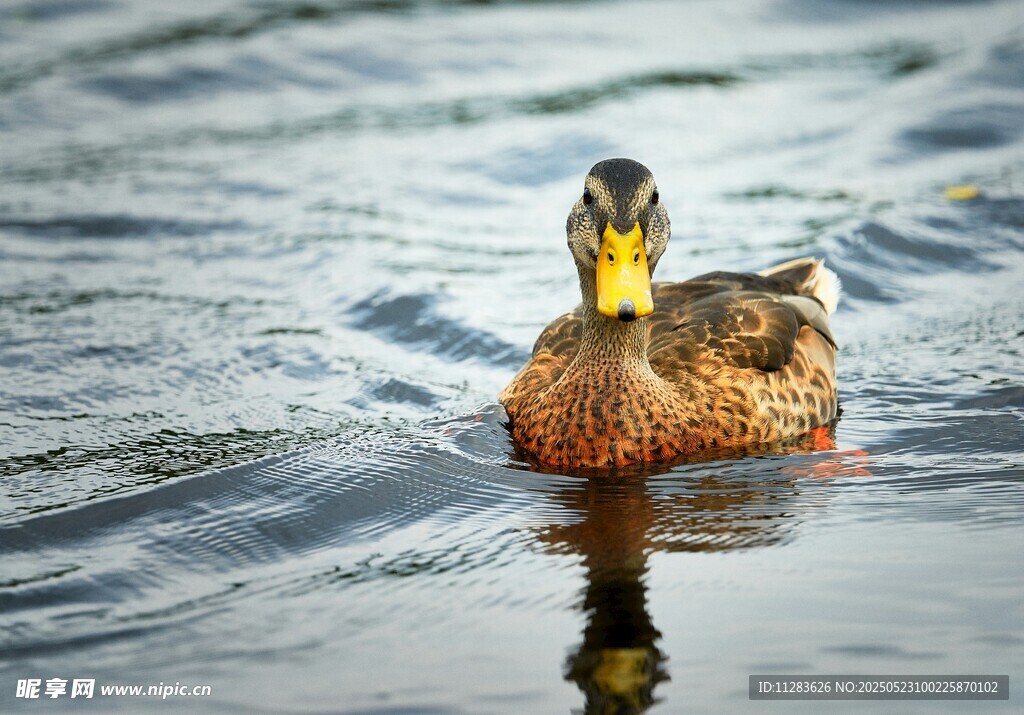 水中游弋的美丽野鸭