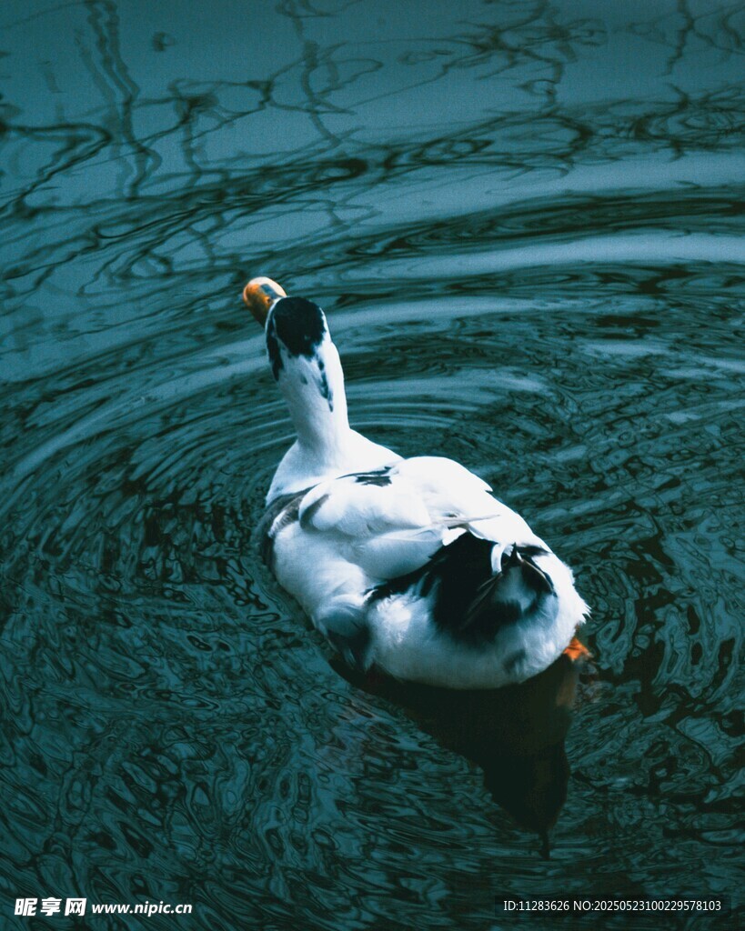 水中游弋的白鸭