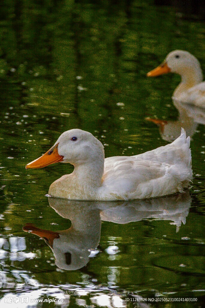 水中游弋的可爱白鸭