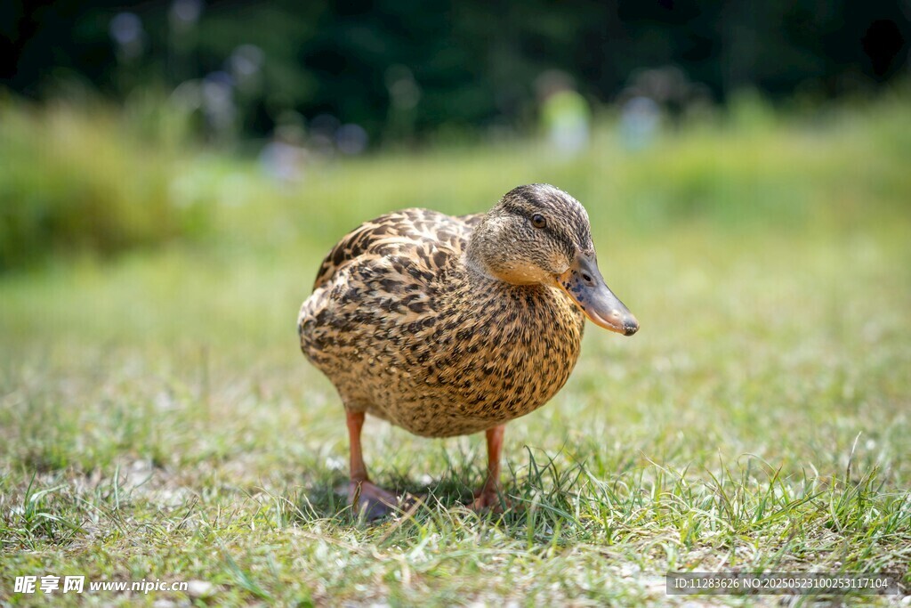 草地上的棕色鸭子