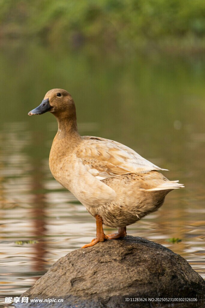 岩石上的鸭子