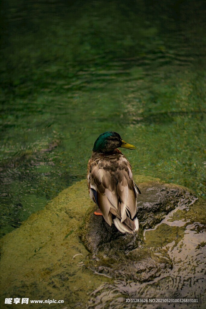 水边休憩的野鸭