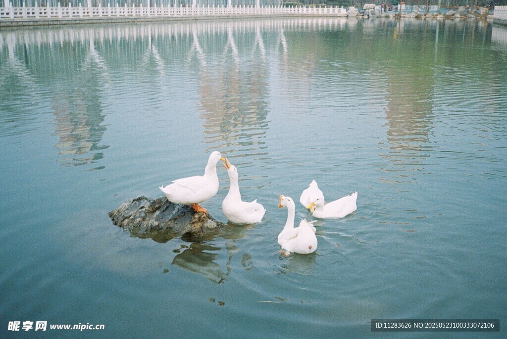 湖中游弋的几只白鹅