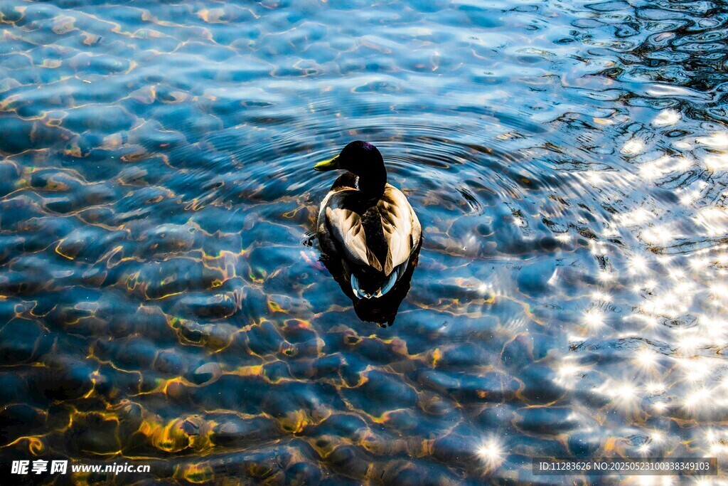 水中游弋的鸭子