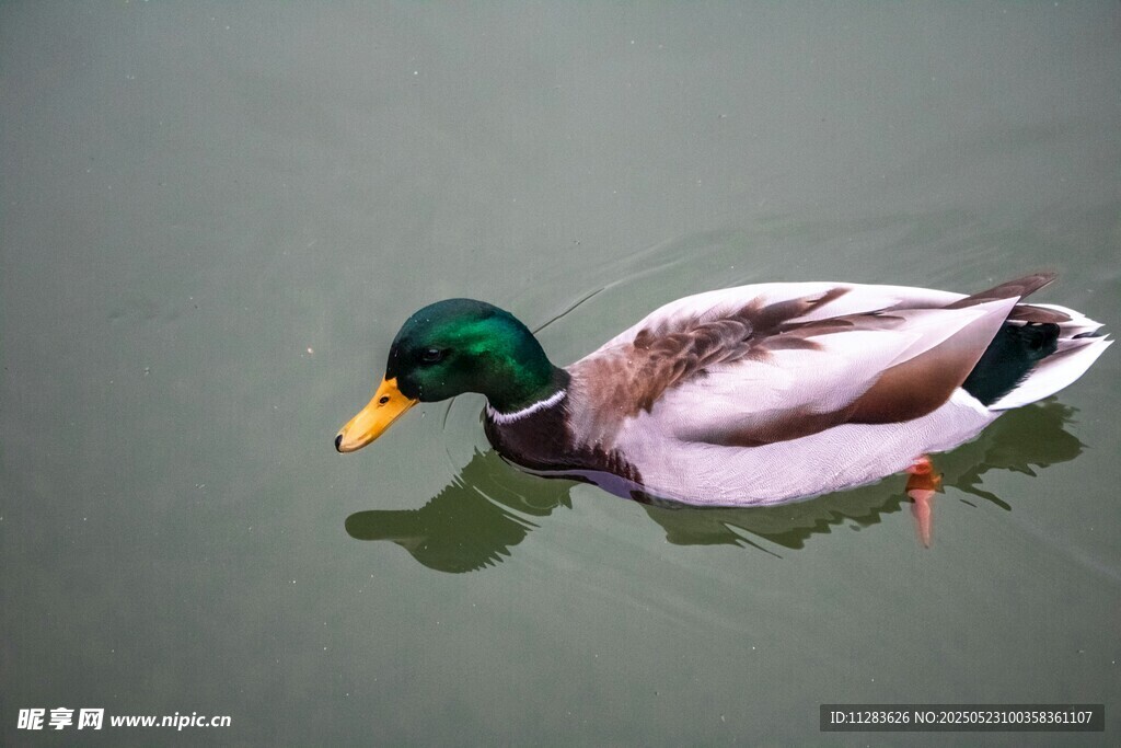 水面上的绿头鸭
