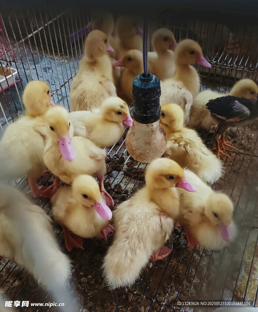 一群小黄鸭在围栏内