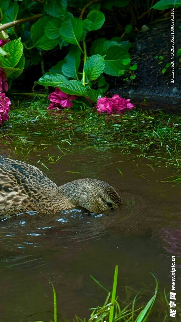 水中觅食的鸭子